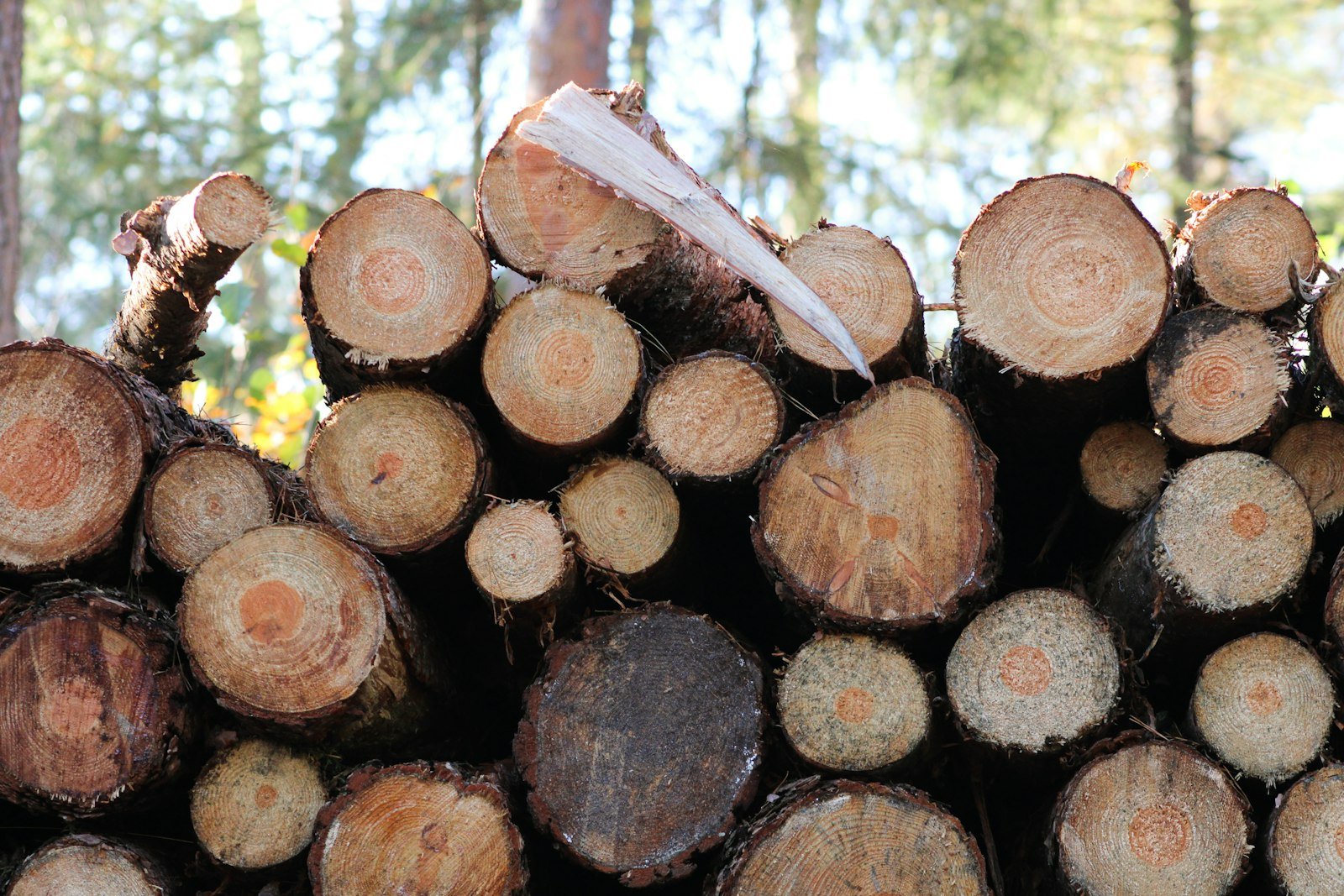 Bois en grumes