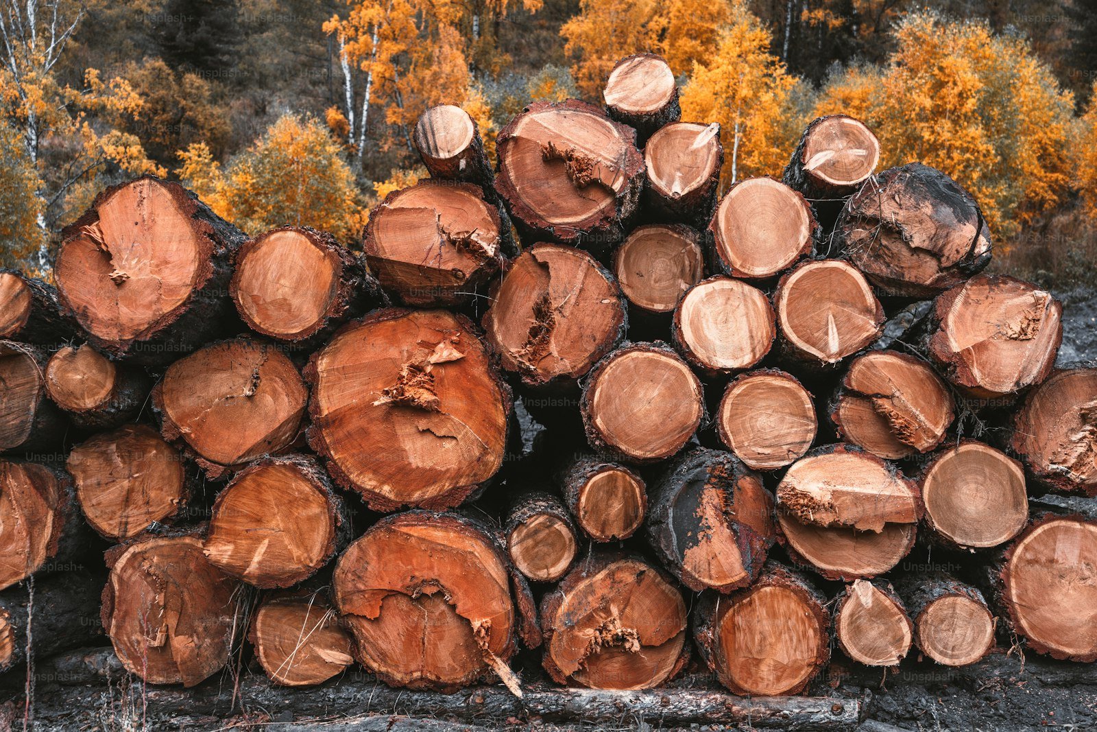 Grumes en scierie — Bois d'Hermalle
